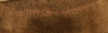 Técnica de "la tira". La cicatriz queda visible con pelo corto.