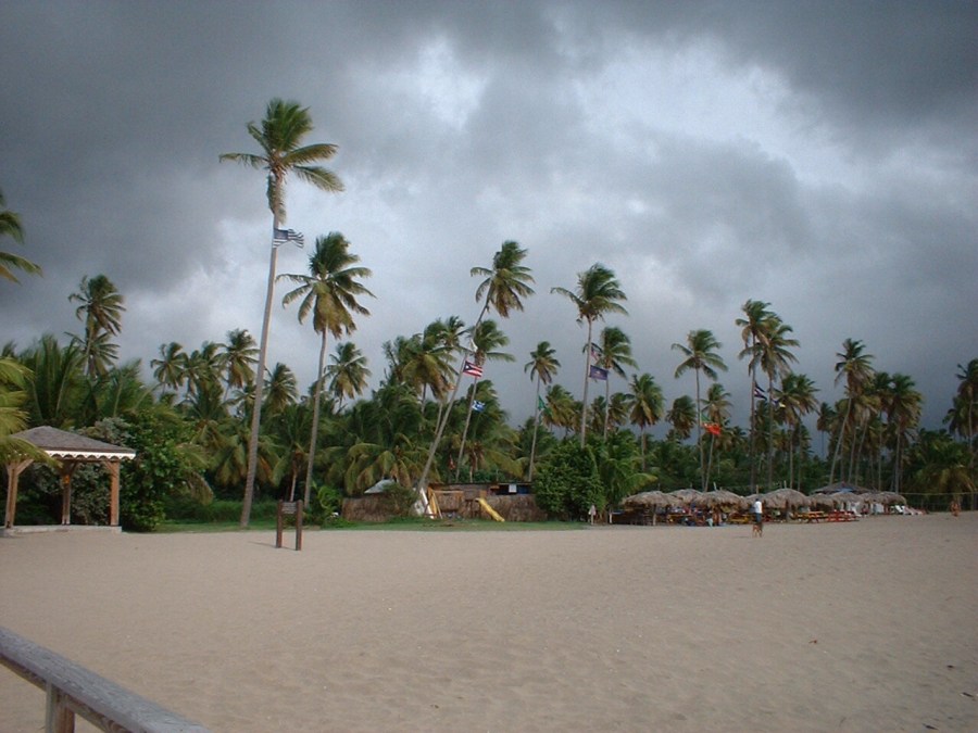 St. Kitts & Nevis. Playa con palmeras