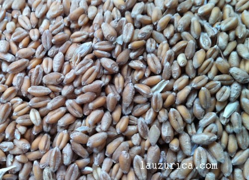 Granos, estos de cereal.