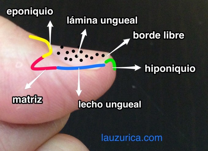 Esquema de las partes del aparato ungueal.